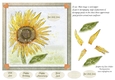 cup801999_79993 - SUNFLOWER-Get Well Card Topper with Decoupage, 6 Sentiment Tags & Commercial Use