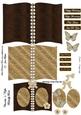 cup51511_108 - Chocolate N Coffee Butterfly - Mini Book