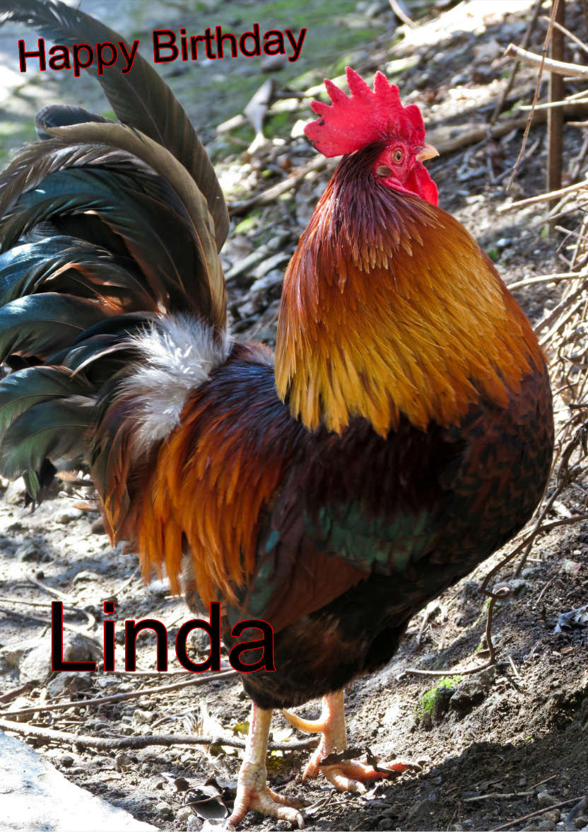 Cockerel Humorous Card Front - card made with Crafty Bob's Card Creator