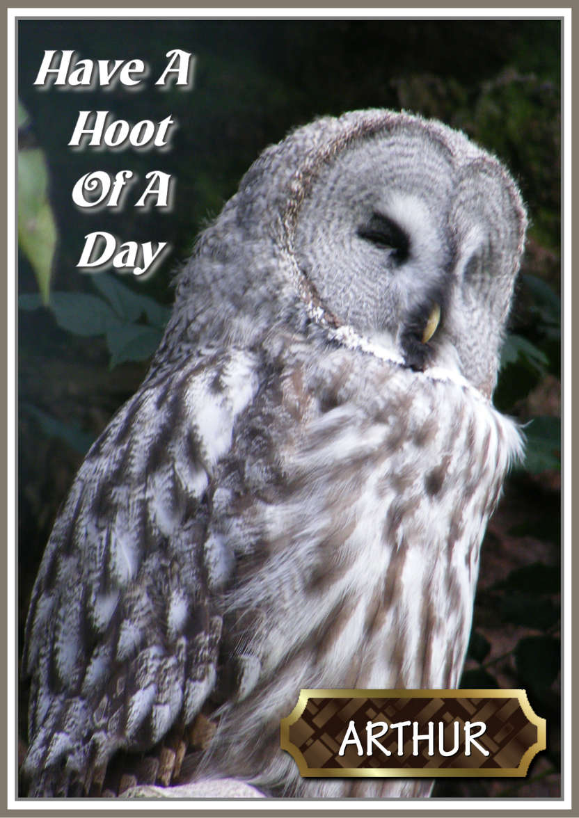 Have a Hoot of a Day - card made with Crafty Bob's Card Creator