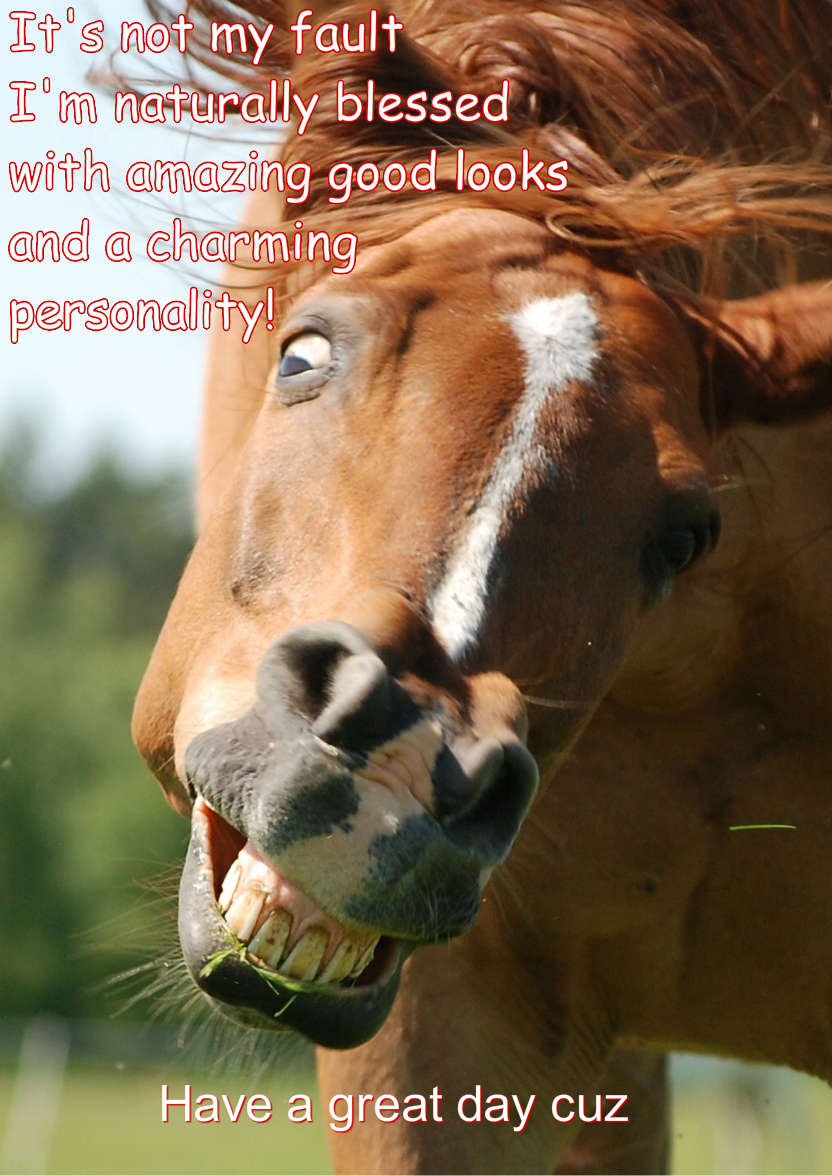 Ugly Horse Humorous Card Front - card made with Crafty Bob's Card Creator
