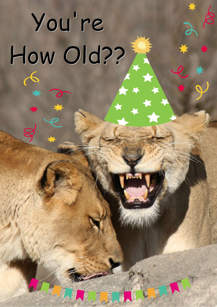 Laughing Lion Humorous Card Front - card made with Crafty Bob's Card Creator