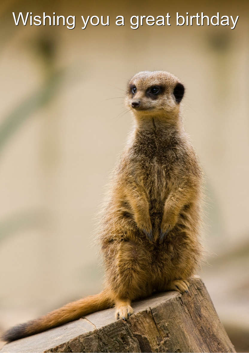 Meerkat Thank You Card Front - card made with Crafty Bob's Card Creator