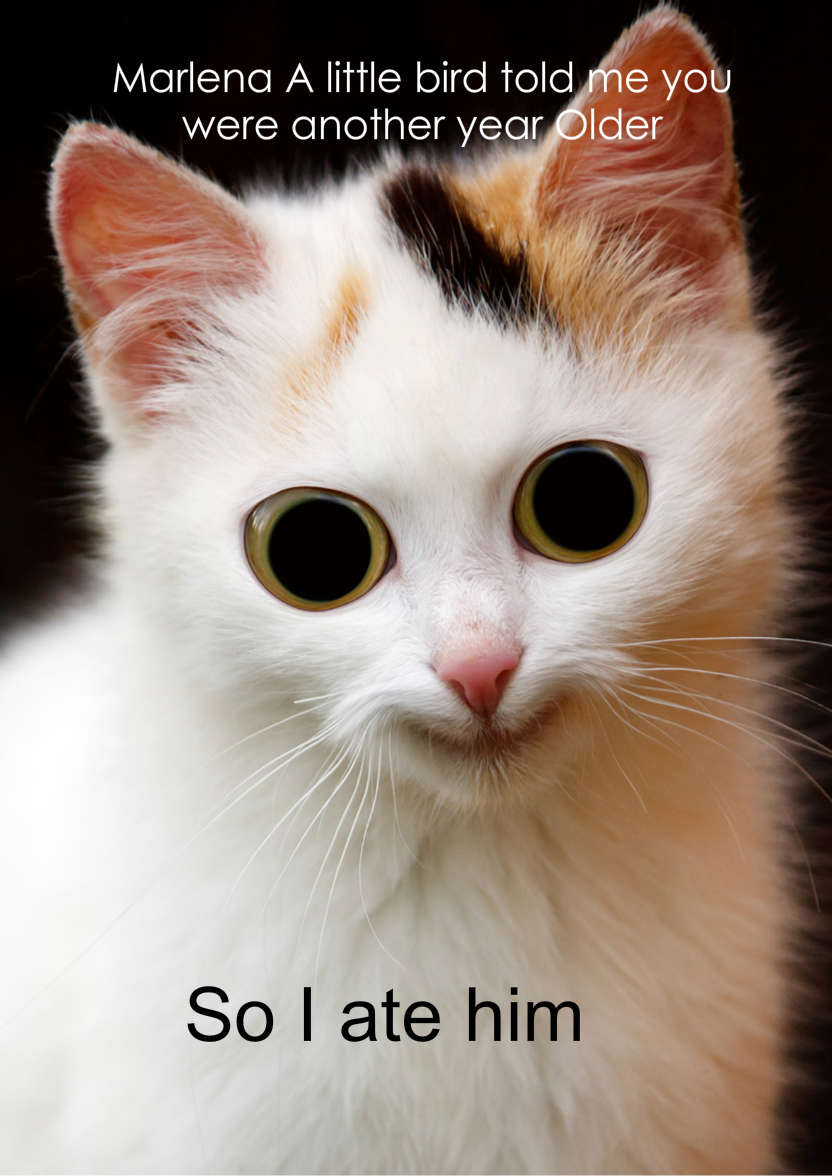 Mischievous Cat Humorous Card Front - card made with Crafty Bob's Card Creator