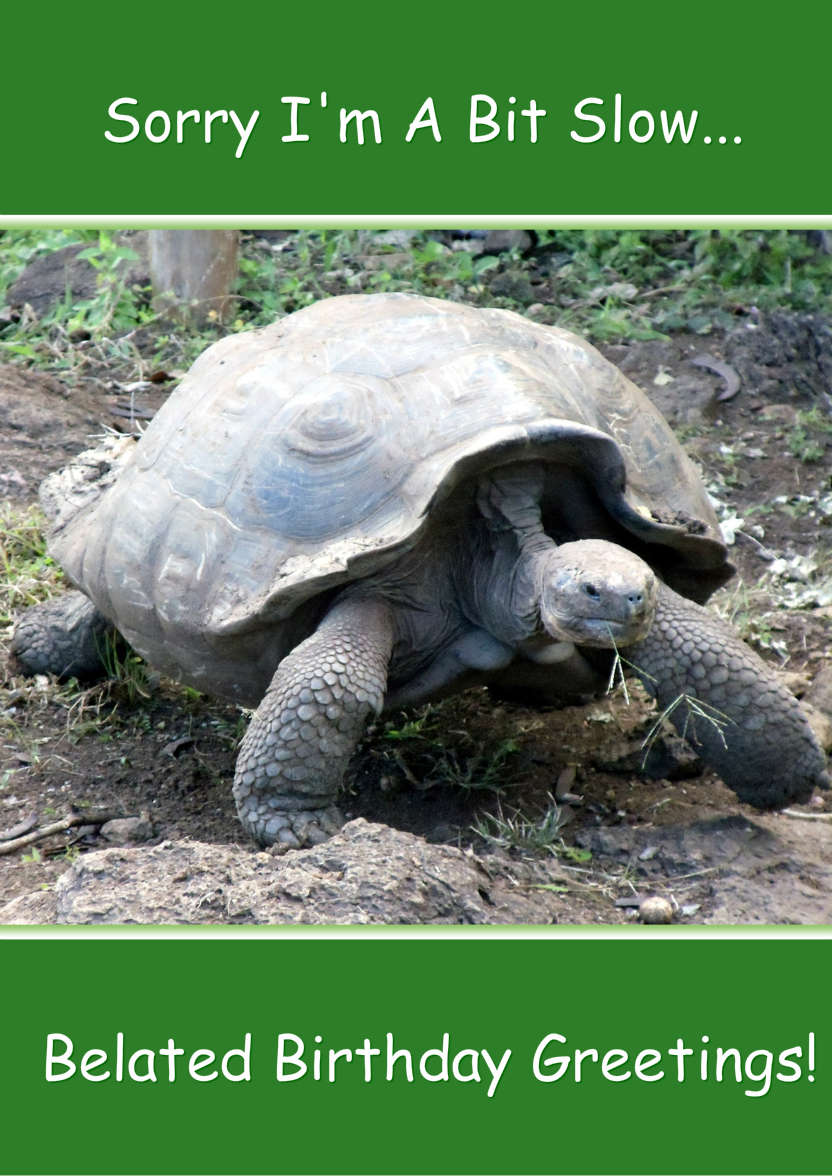 Slow Tortoise Belated Birthday Card Front - card made with Crafty Bob's Card Creator