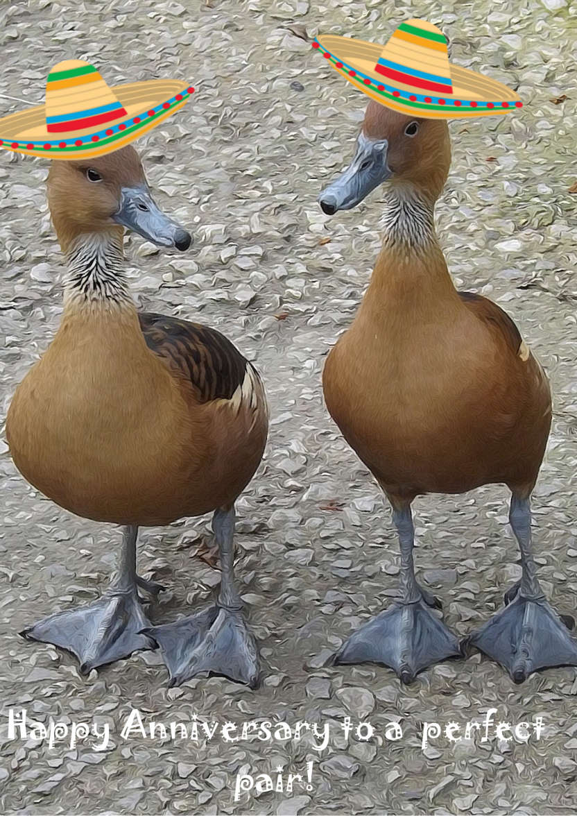 Ducks with Mexican Hats - card made with Crafty Bob's Card Creator