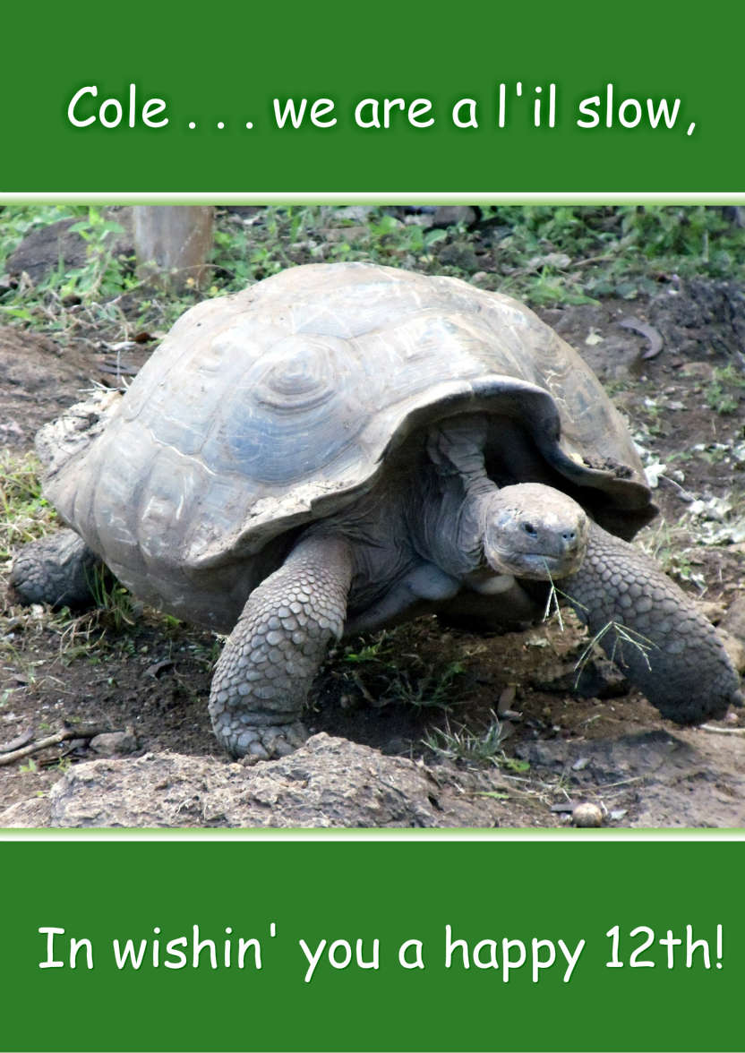 Slow Tortoise Belated Birthday Card Front - card made with Crafty Bob's Card Creator
