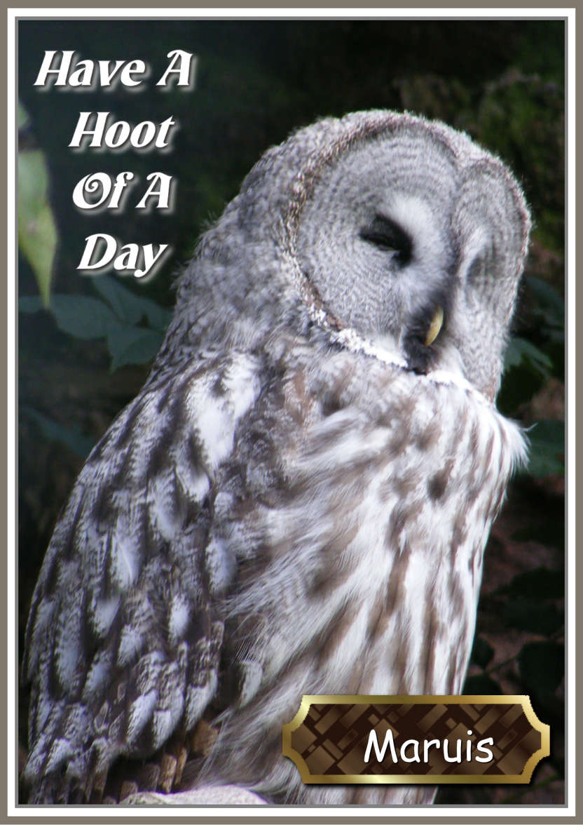 Have a Hoot of a Day - card made with Crafty Bob's Card Creator