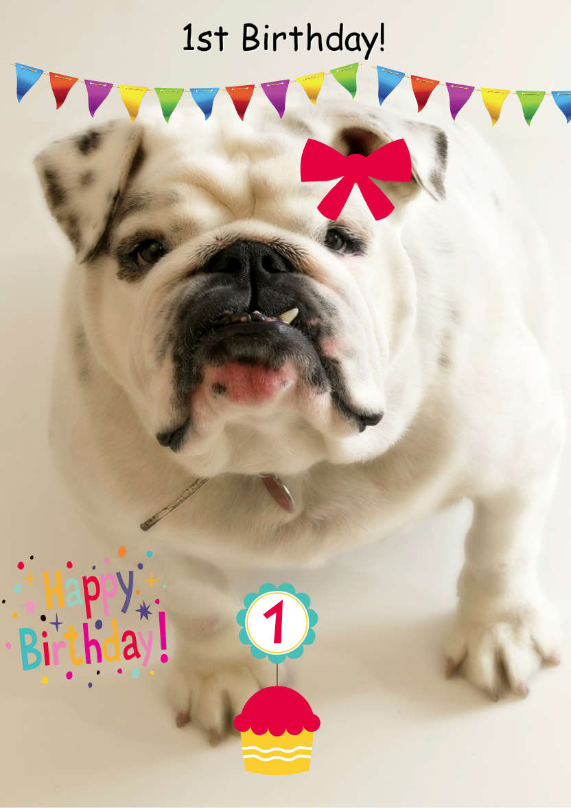 Excited Bulldog Card Front - card made with Crafty Bob's Card Creator