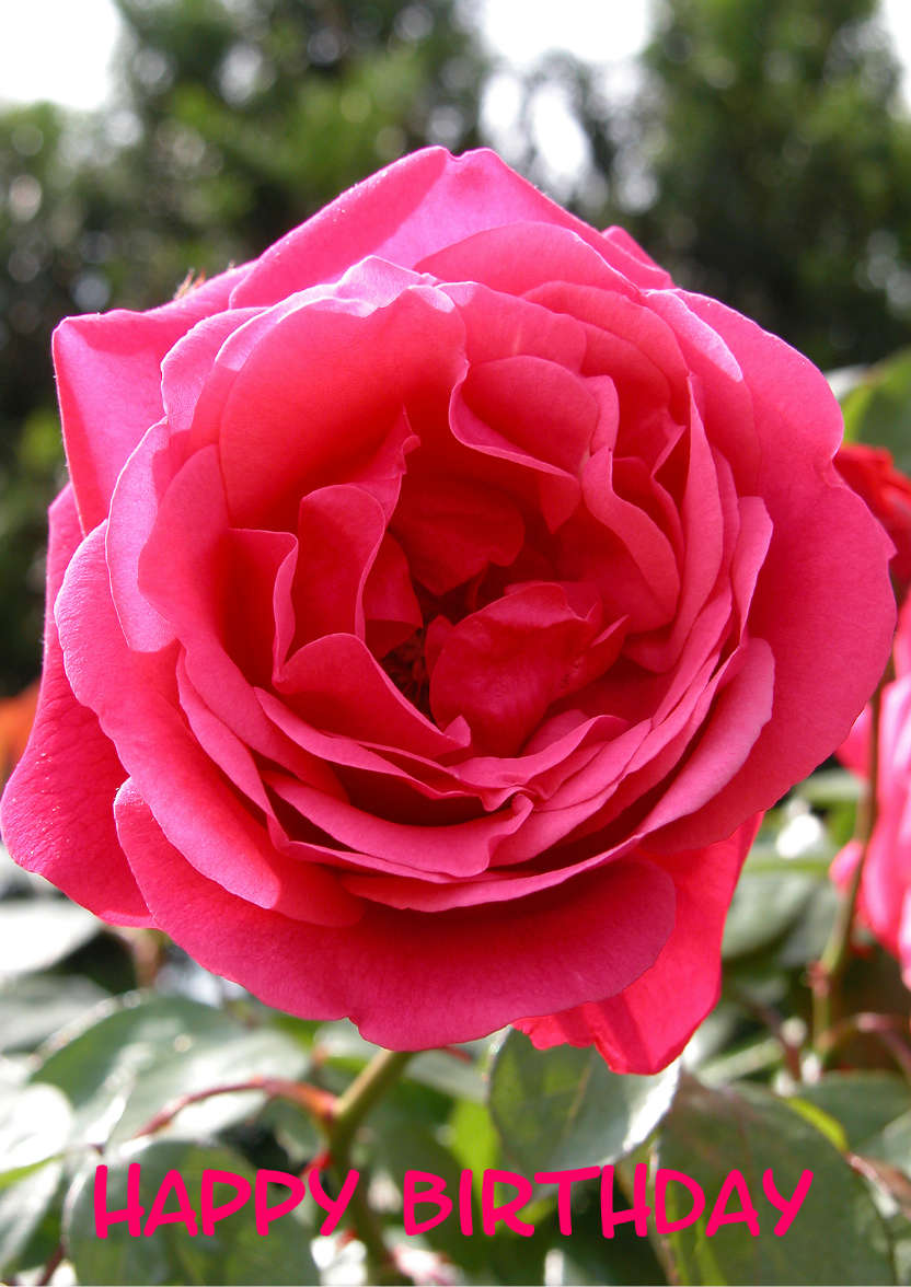 Rose Etude - card made with Crafty Bob's Card Creator