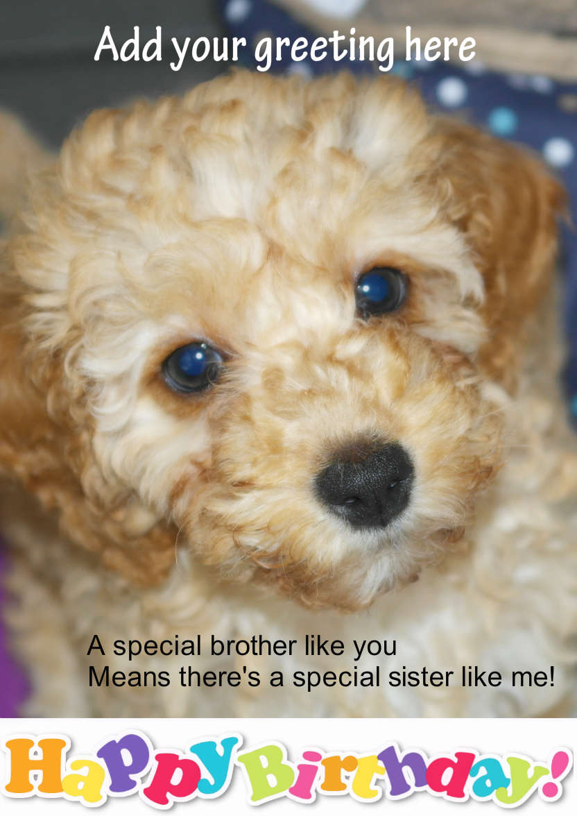 Puppy Face - card made with Crafty Bob's Card Creator