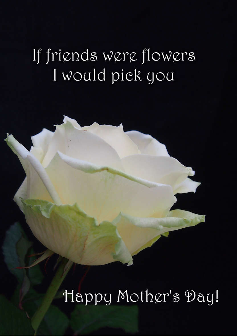 Simple Rose - card made with Crafty Bob's Card Creator