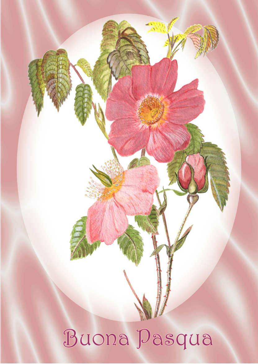 Pink Dog Rose and Satin - card made with Crafty Bob's Card Creator