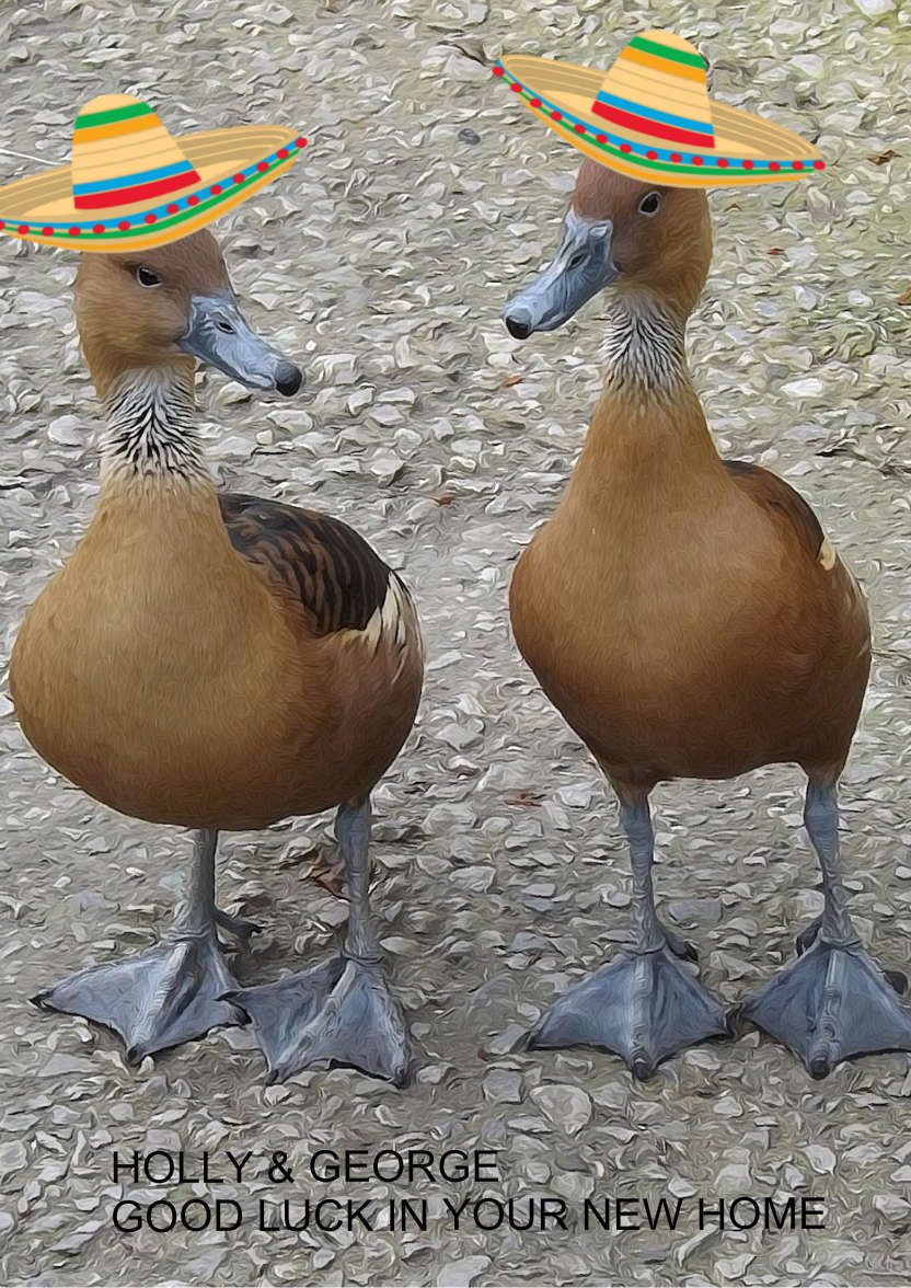 Ducks with Mexican Hats - card made with Crafty Bob's Card Creator