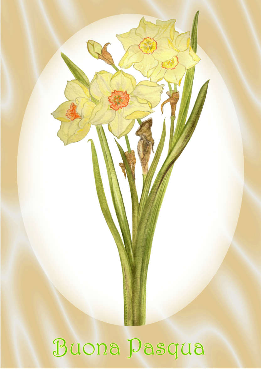 Pale Yellow Daffodil and Peach Satin - card made with Crafty Bob's Card Creator