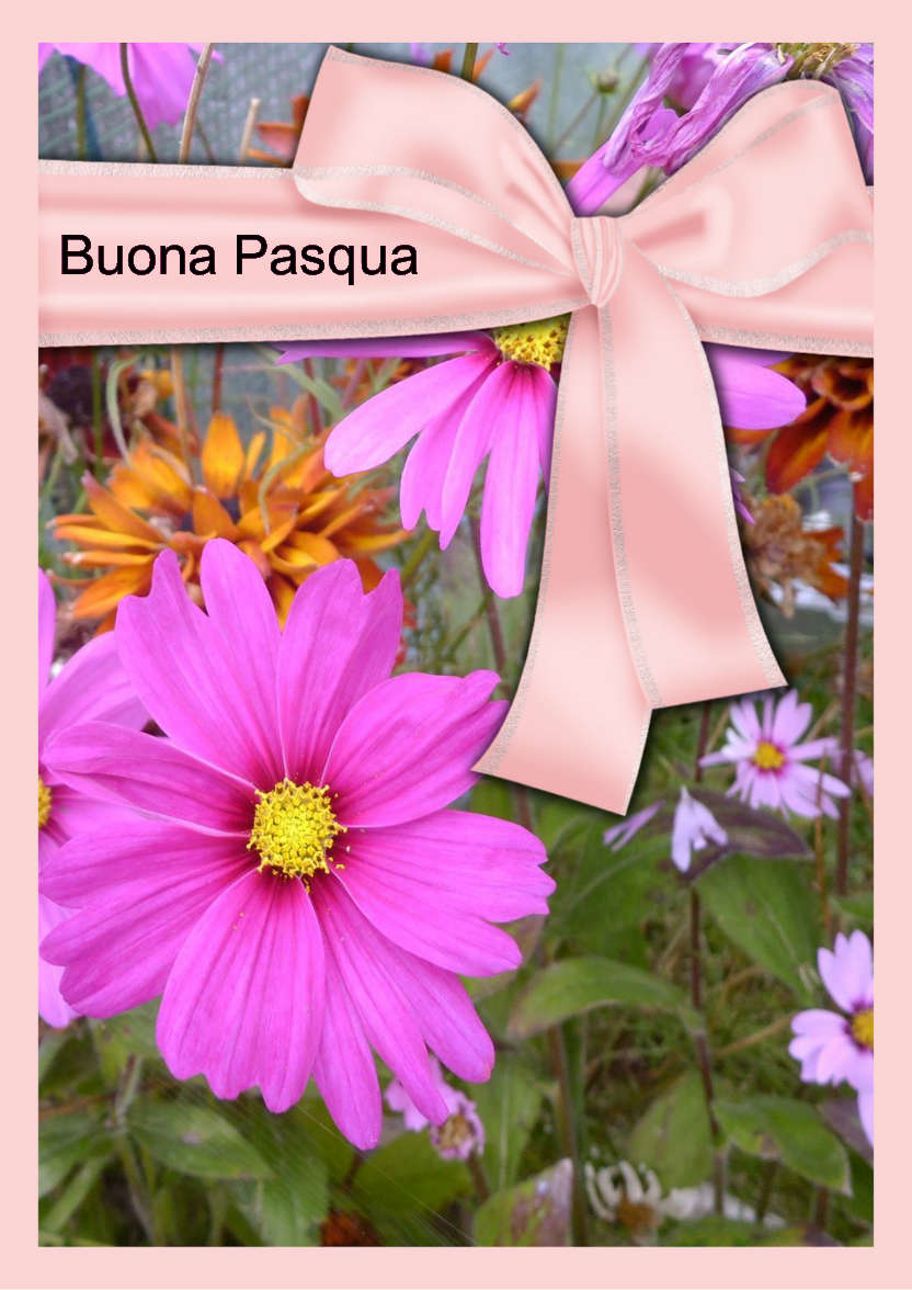Pink Cosmos Daisies - card made with Crafty Bob's Card Creator