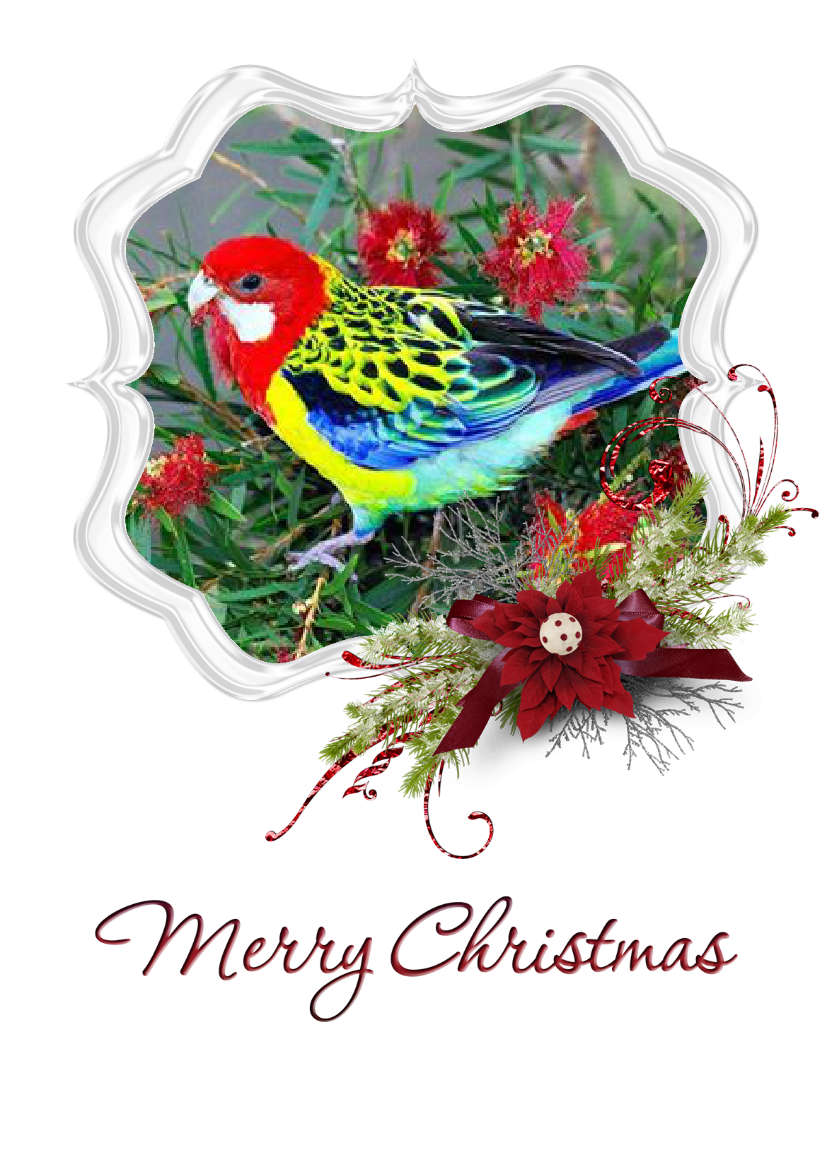 Frosted Poinsettia Frame - card made with Crafty Bob's Card Creator