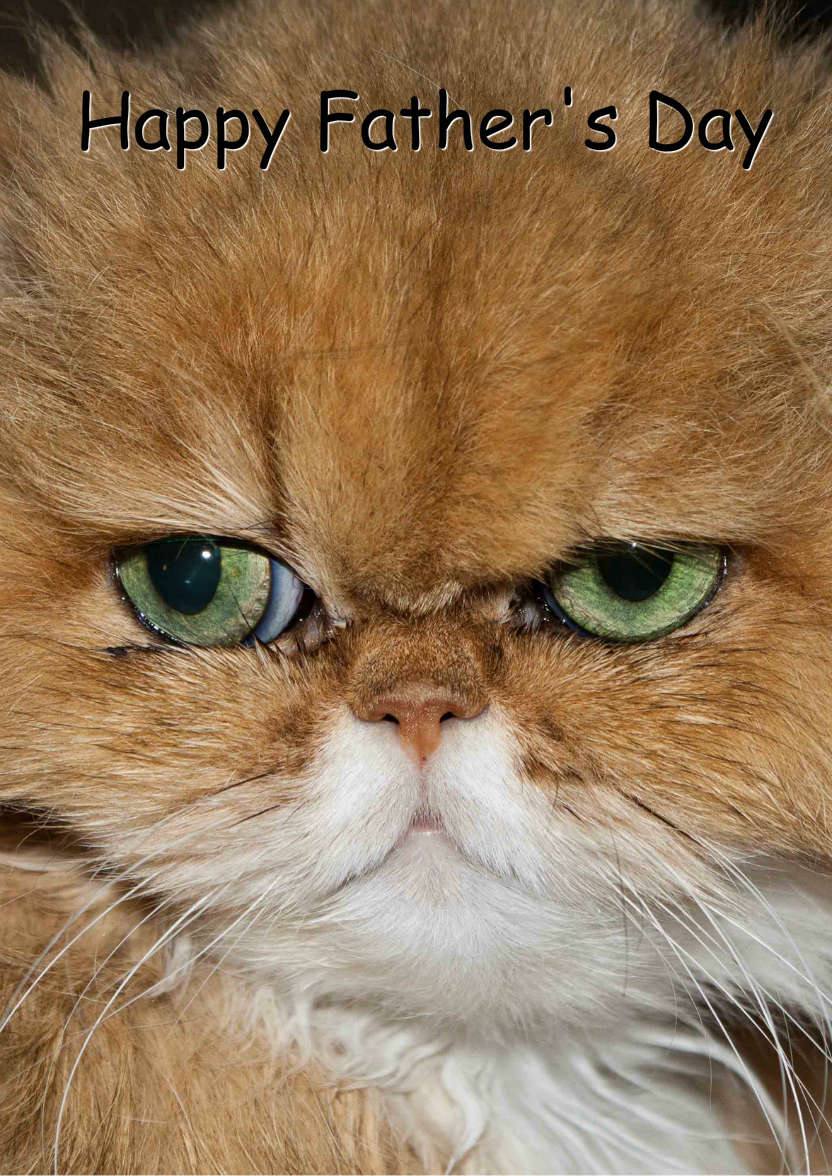 Grumpy Cat Humorous Card Front - card made with Crafty Bob's Card Creator