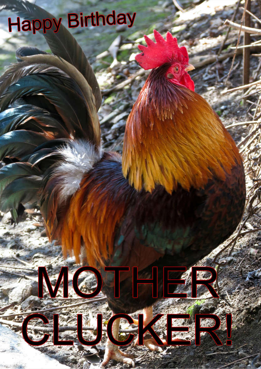 Cockerel Humorous Card Front - card made with Crafty Bob's Card Creator