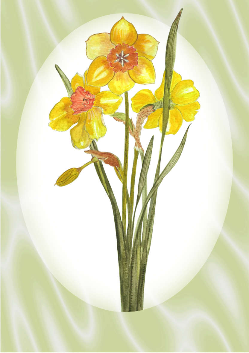 Bright Yellow Daffodil and Green Satin - card made with Crafty Bob's Card Creator