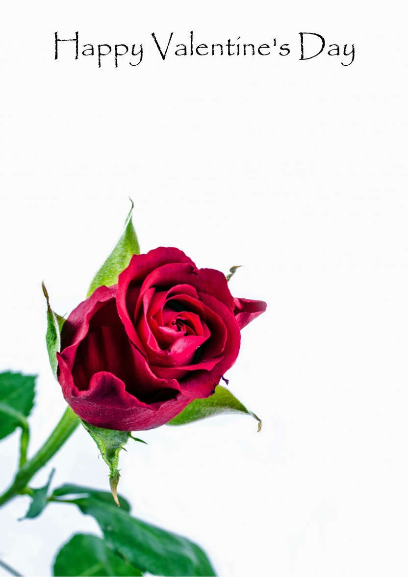 Single Red Rose Romantic Card - card made with Crafty Bob's Card Creator