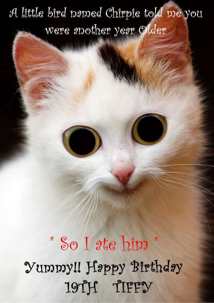 Mischievous Cat Humorous Card Front - card made with Crafty Bob's Card Creator