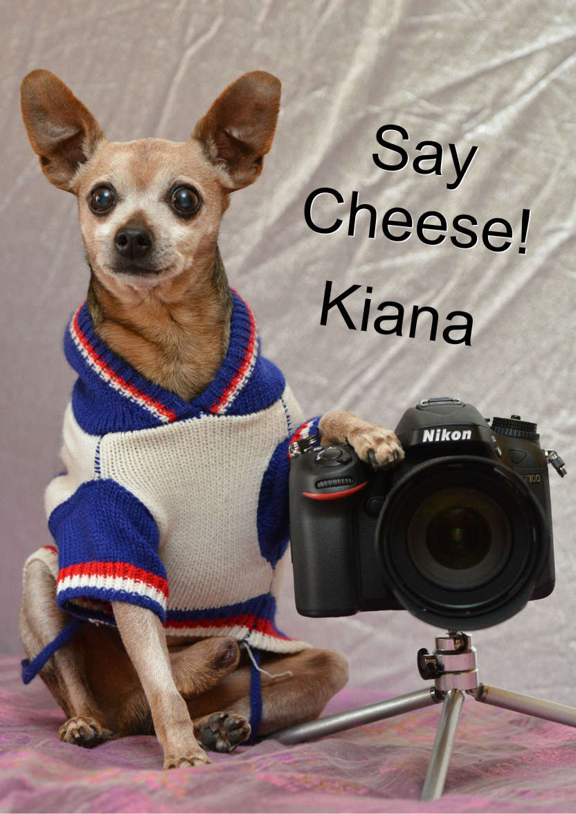 Chihuahua Photographer Card - card made with Crafty Bob's Card Creator