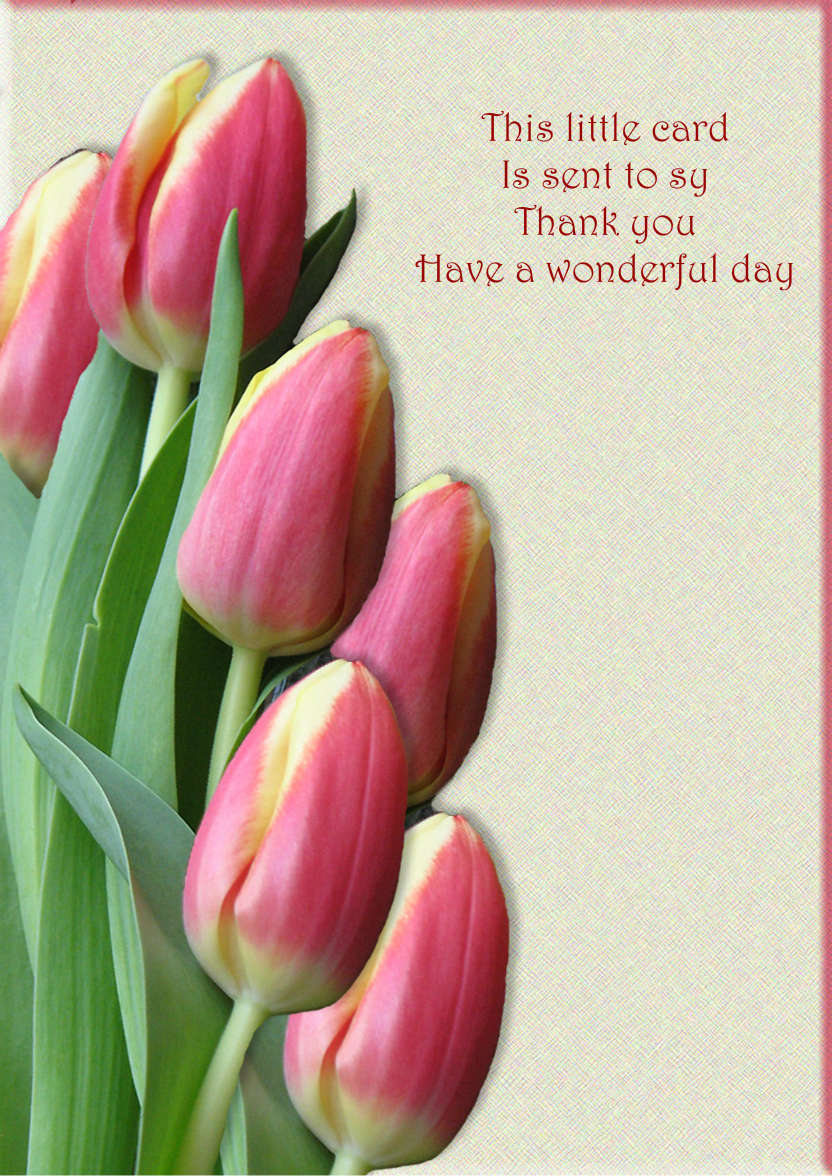 Pink Tulips - card made with Crafty Bob's Card Creator