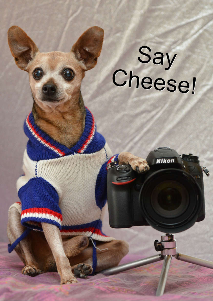 Chihuahua Photographer Card - card made with Crafty Bob's Card Creator