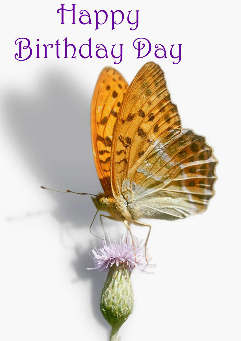 Butterfly on a Thistle - card made with Crafty Bob's Card Creator