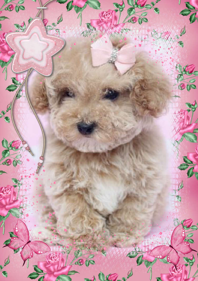 Celebrate with Pink Roses - card made with Crafty Bob's Card Creator