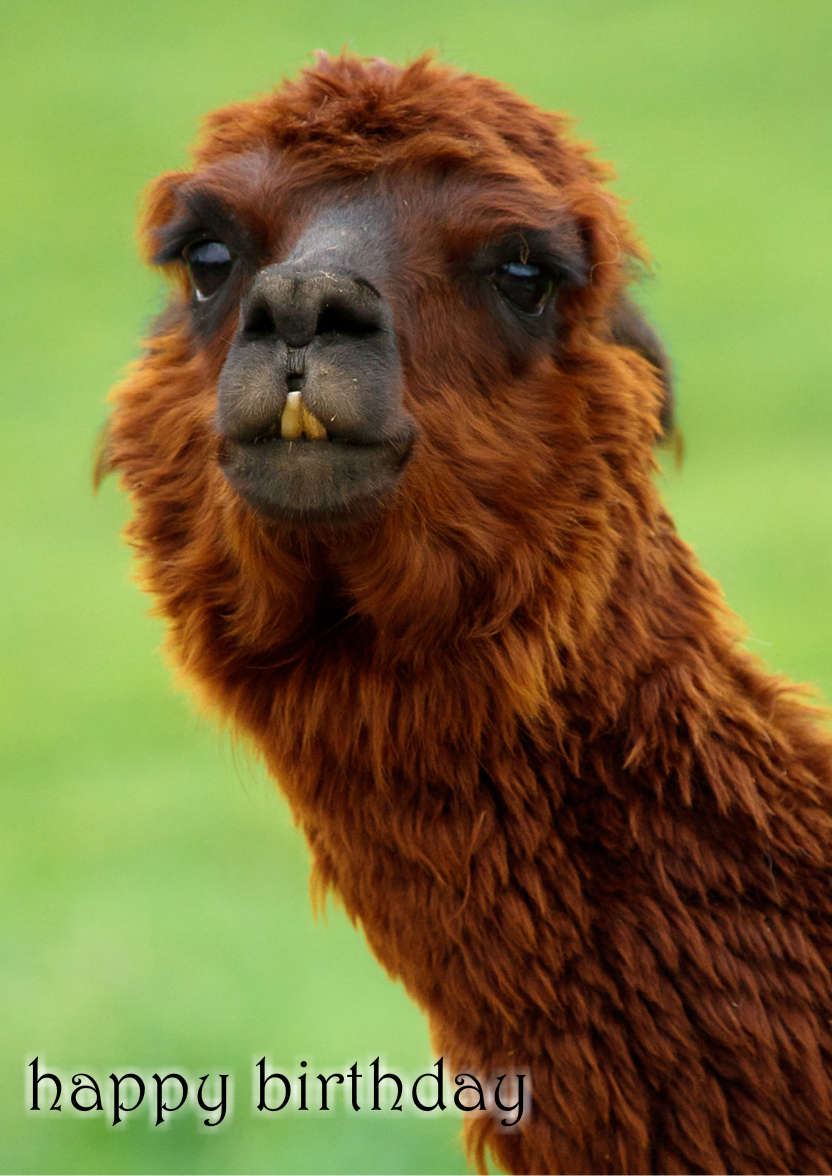 Charming Llama Humorous Card Front - card made with Crafty Bob's Card Creator