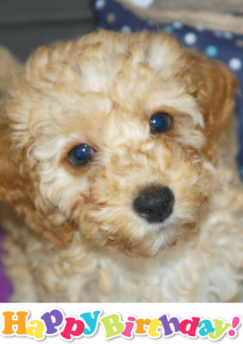 Puppy Face - card made with Crafty Bob's Card Creator