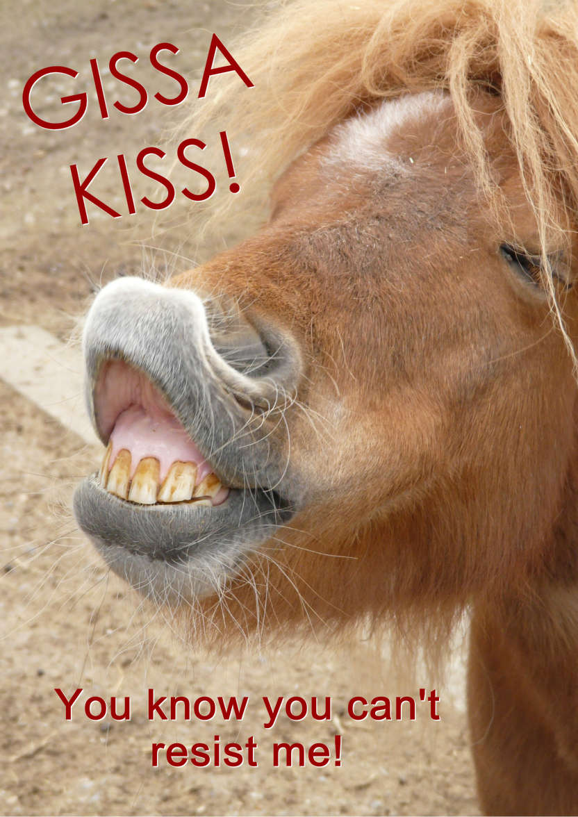 Horse Kiss Humorous Card Front - card made with Crafty Bob's Card Creator