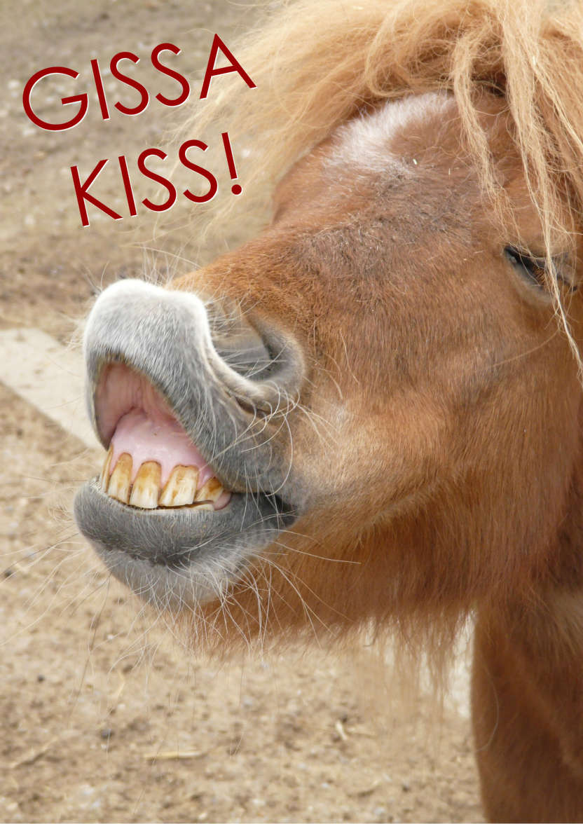 Horse Kiss Humorous Card Front - card made with Crafty Bob's Card Creator