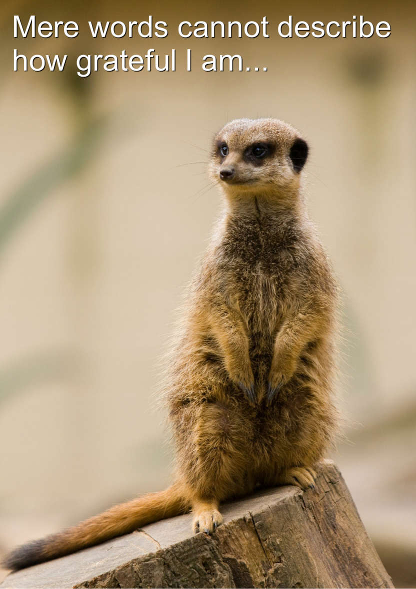 Meerkat Thank You Card Front - card made with Crafty Bob's Card Creator