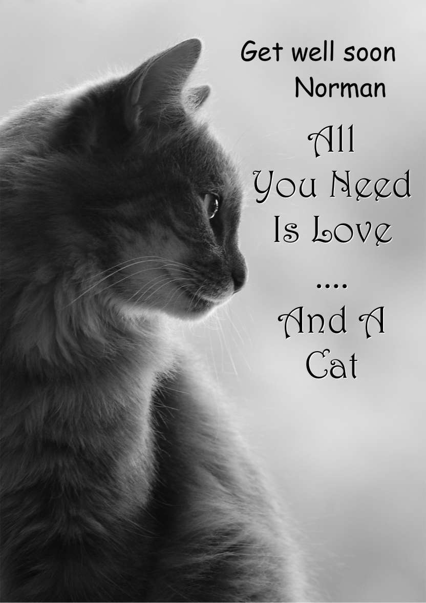 Cat Profile Card - card made with Crafty Bob's Card Creator