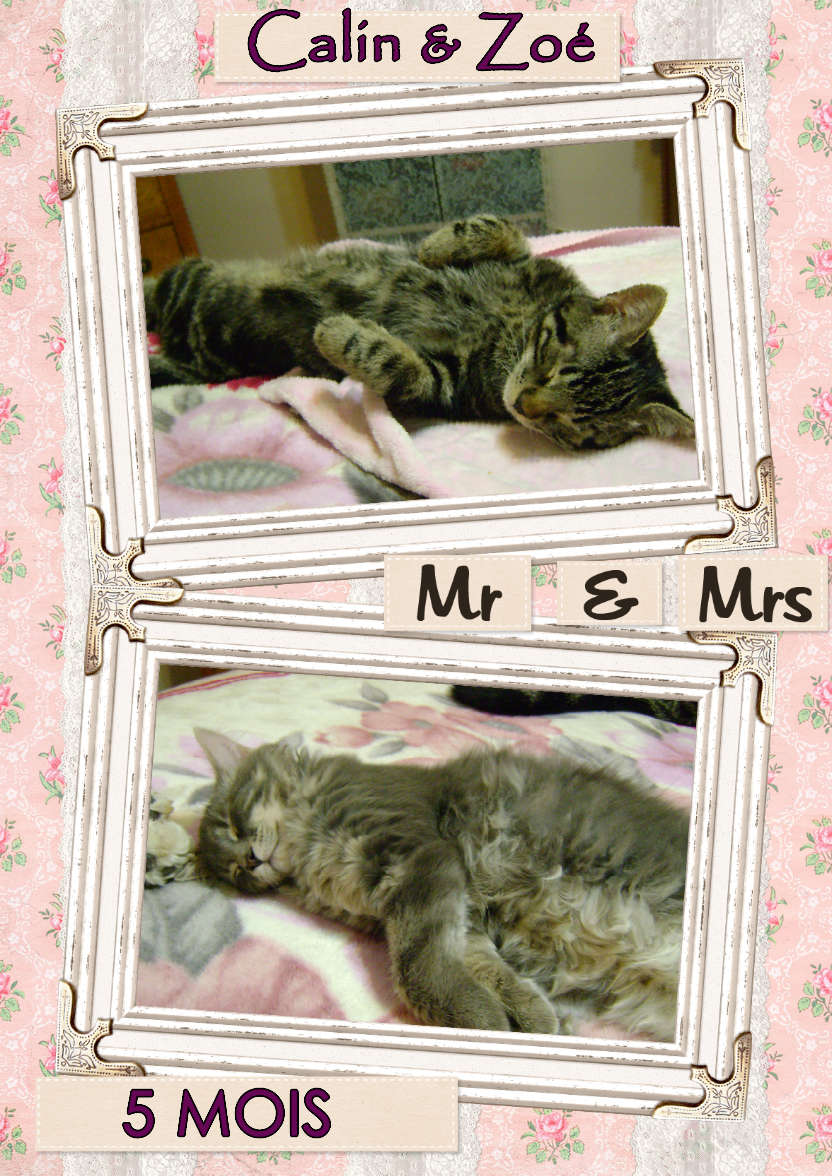Shabby Chic Wedding Frames Photo Card - card made with Crafty Bob's Card Creator