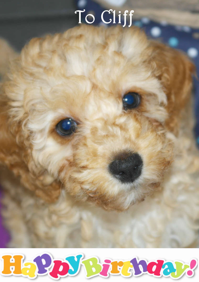 Puppy Face - card made with Crafty Bob's Card Creator