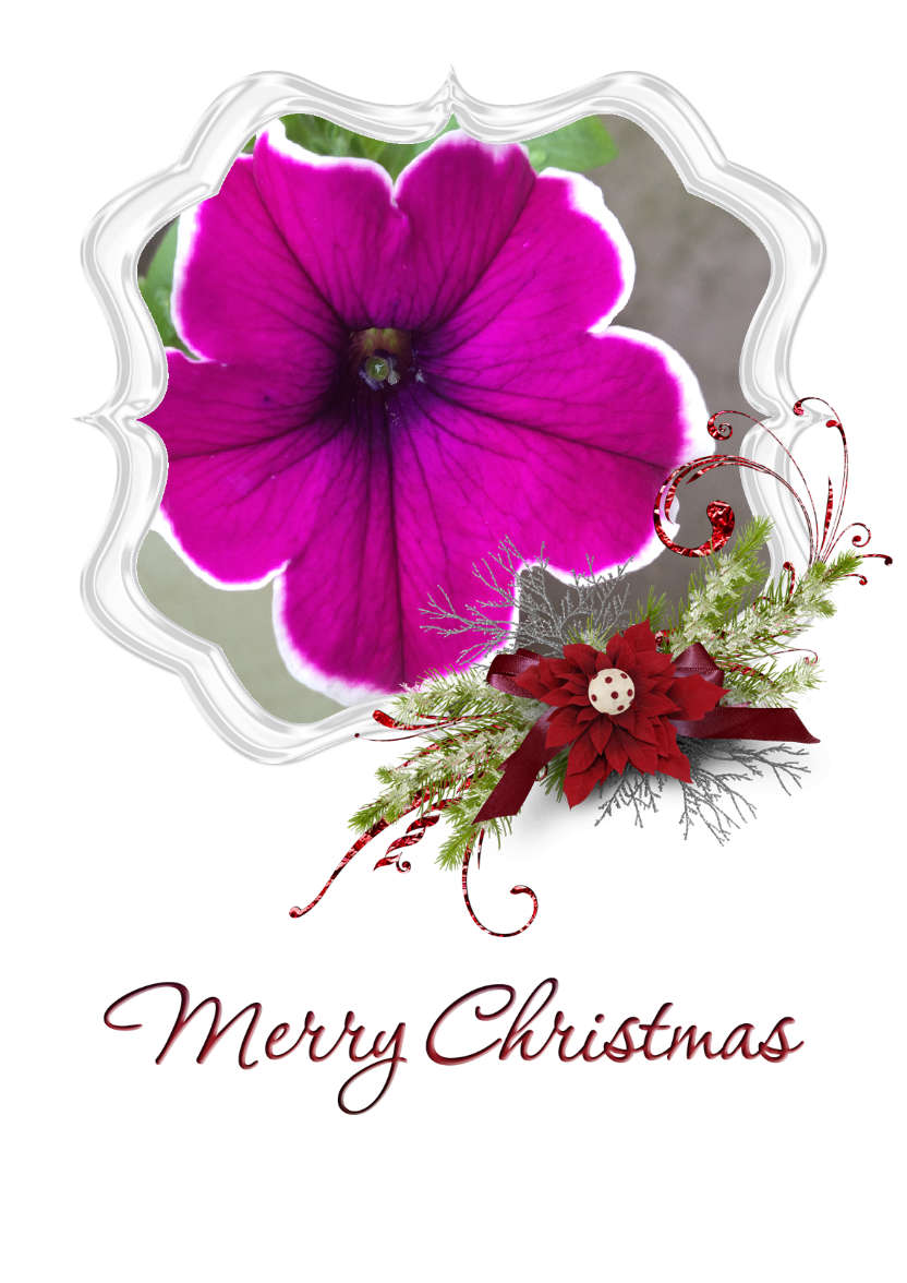Frosted Poinsettia Frame - card made with Crafty Bob's Card Creator