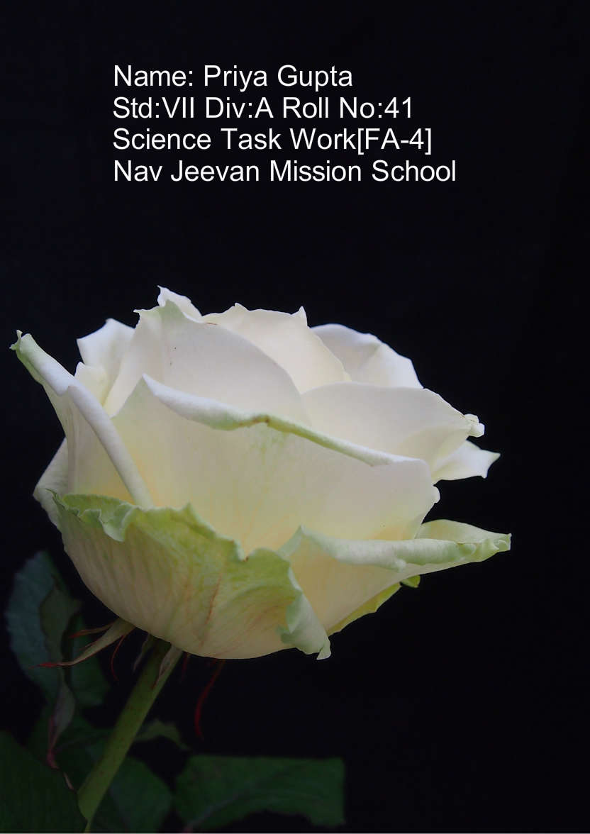 Simple Rose - card made with Crafty Bob's Card Creator