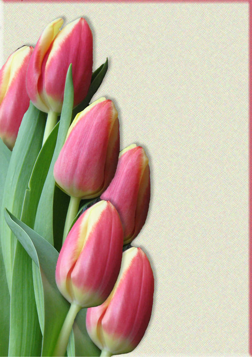 Pink Tulips - card made with Crafty Bob's Card Creator