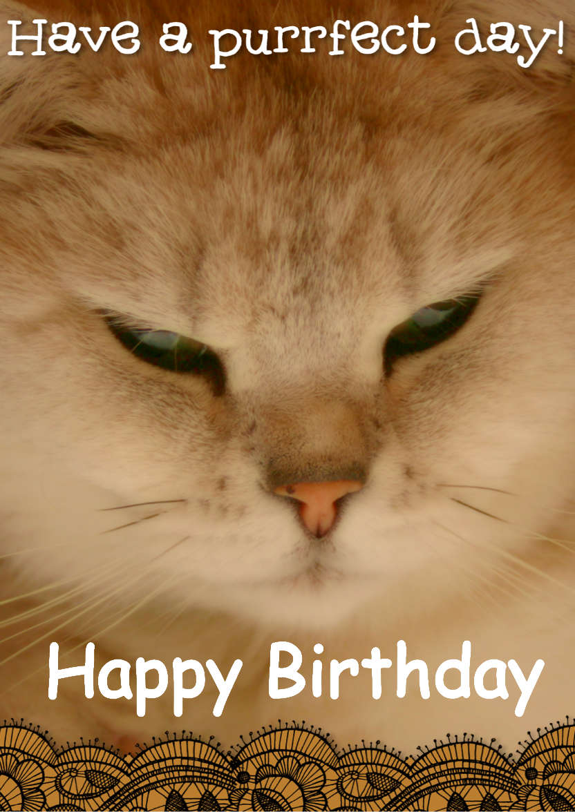 Purrfect Day - card made with Crafty Bob's Card Creator
