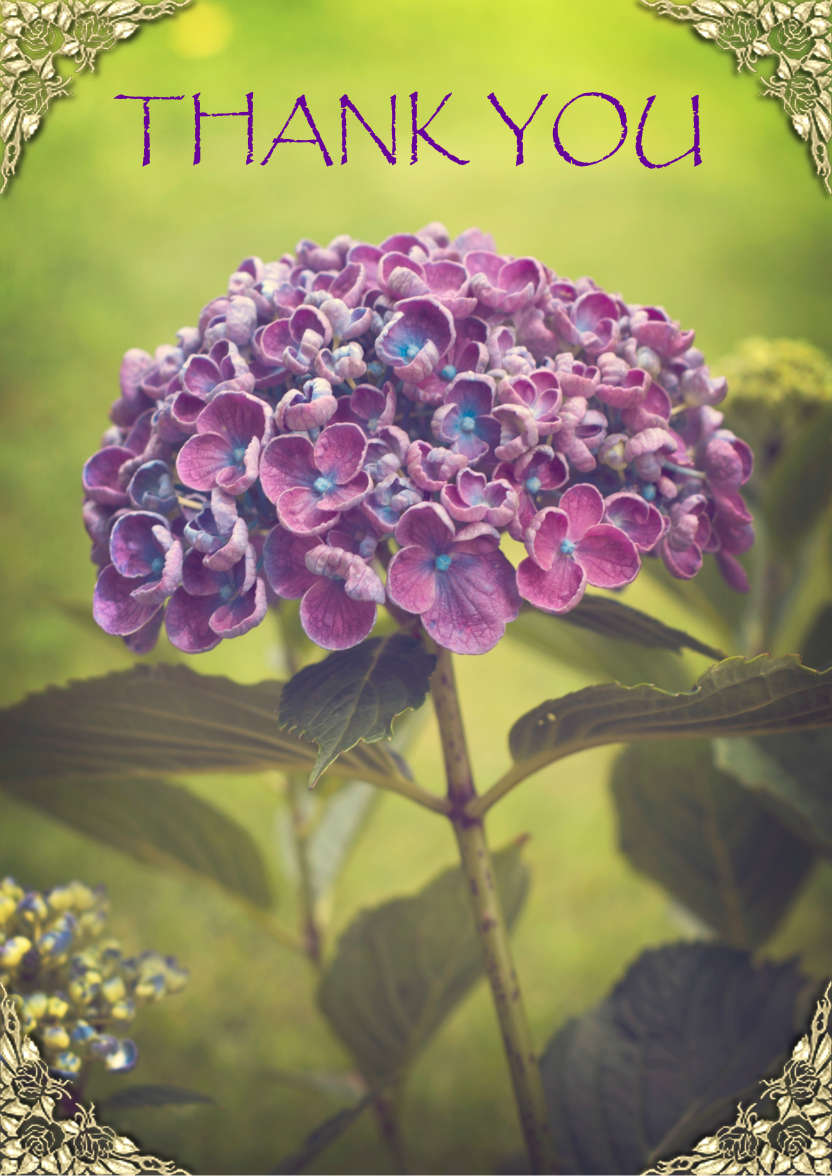 Lilac Hydrangea - card made with Crafty Bob's Card Creator