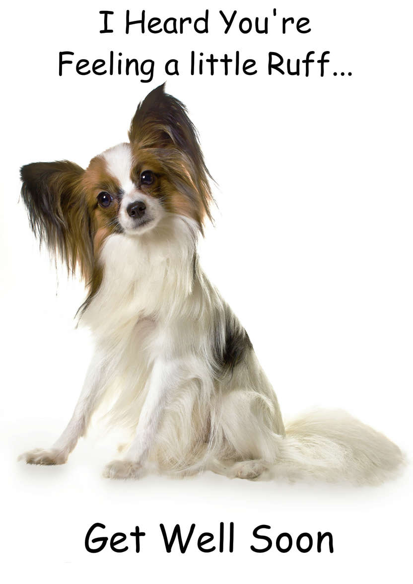 Papillon Dog Card - card made with Crafty Bob's Card Creator