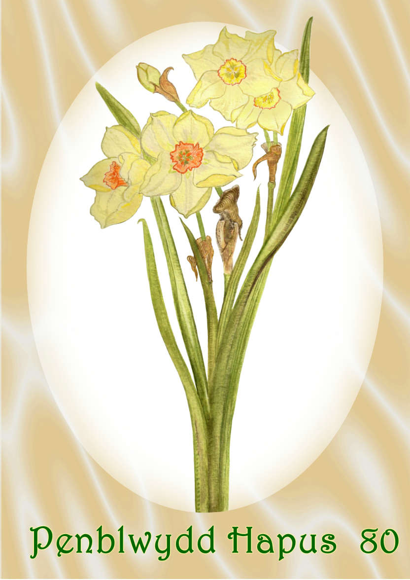 Pale Yellow Daffodil and Peach Satin - card made with Crafty Bob's Card Creator