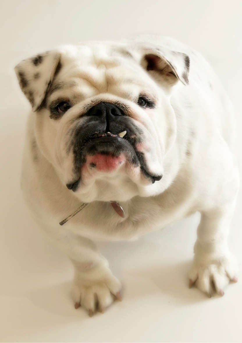 Excited Bulldog Card Front - card made with Crafty Bob's Card Creator