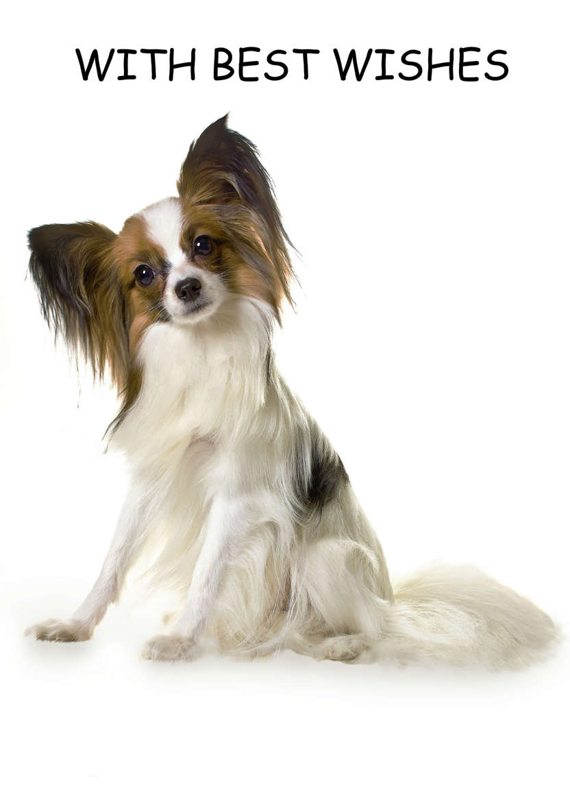 Papillon Dog Card - card made with Crafty Bob's Card Creator