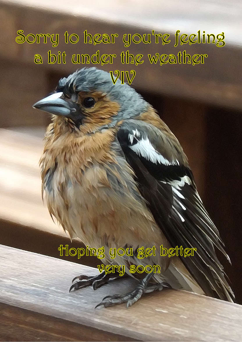 Ruffled Bird Get Well Soon Card - card made with Crafty Bob's Card Creator