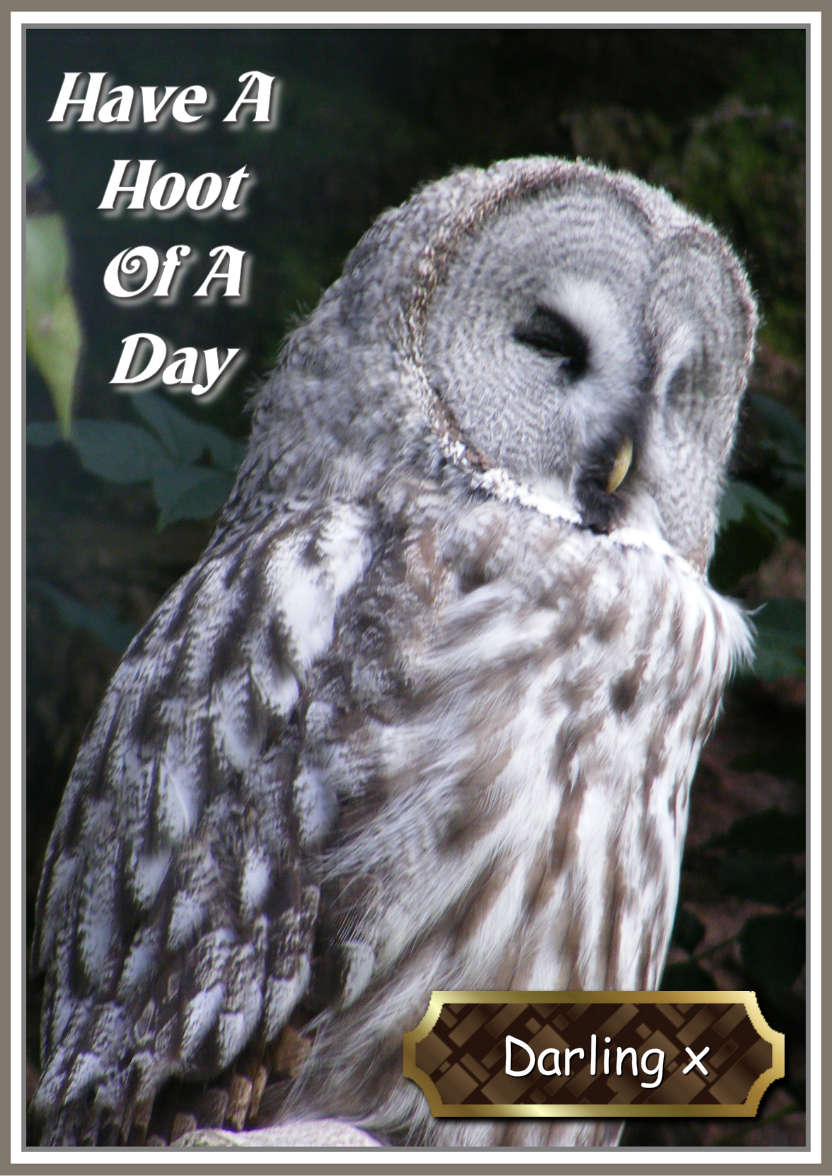 Have a Hoot of a Day - card made with Crafty Bob's Card Creator